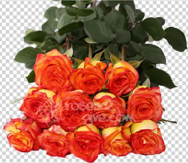 Yellow / Red Bicolor Dozen - Yellow