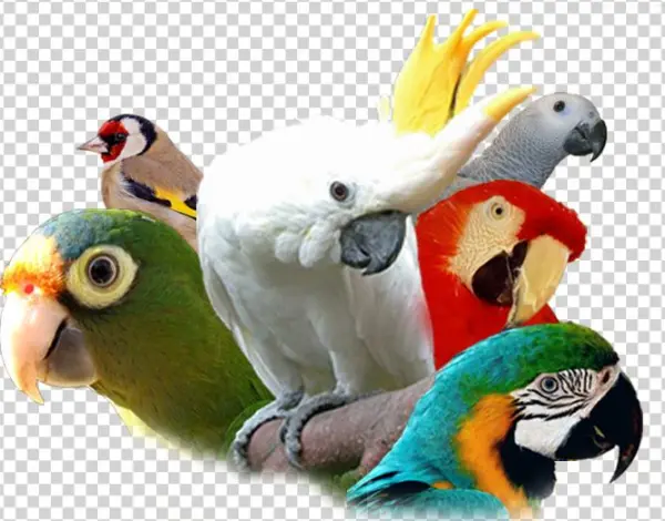 13º Campeonato Internacional C - Bucket Bag Handbag Cockatoo Bird Parrot Wild Animal