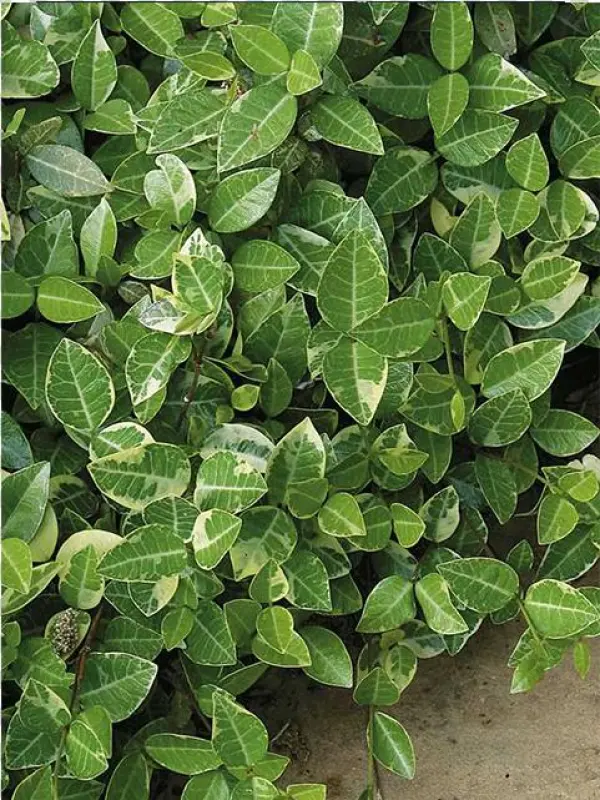 Asiatic Jasmine