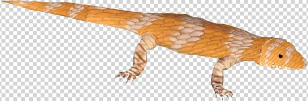 Blue-tongue Skink 2 - Gecko