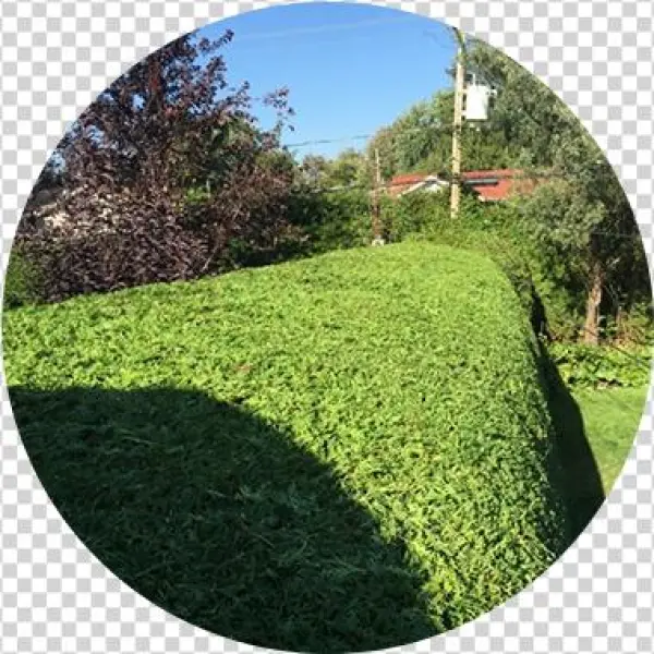 Cedar Hedges Trimming Done By Les As De La Coupe - Pruning