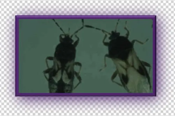 Clip Image008 - Pest
