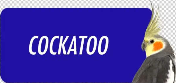 Cockatoo - " - Magazine