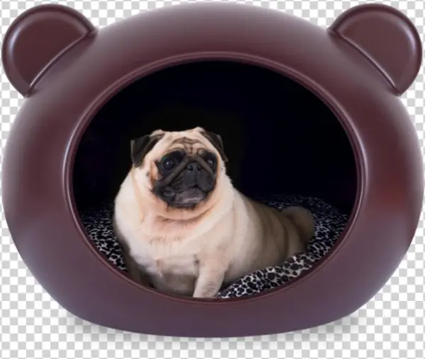 Dcmm Apt Ambientada - Dog