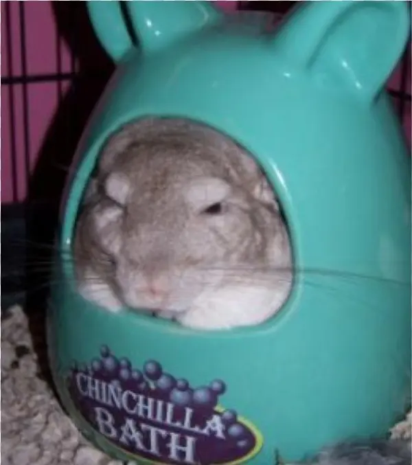 Don't Get Me Wet - Chinchilla Bad