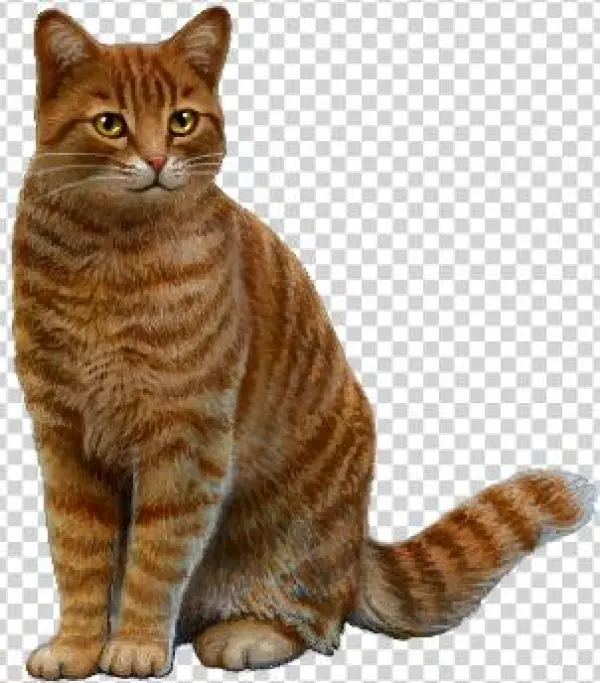 Here Is The Red Tabby - Arabian Mau