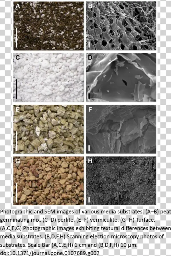In Experiments Requiring The Study Of Larger Plants, - Photograph