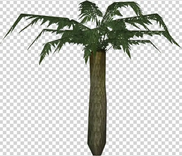 Large Tree Fern - Roystonea