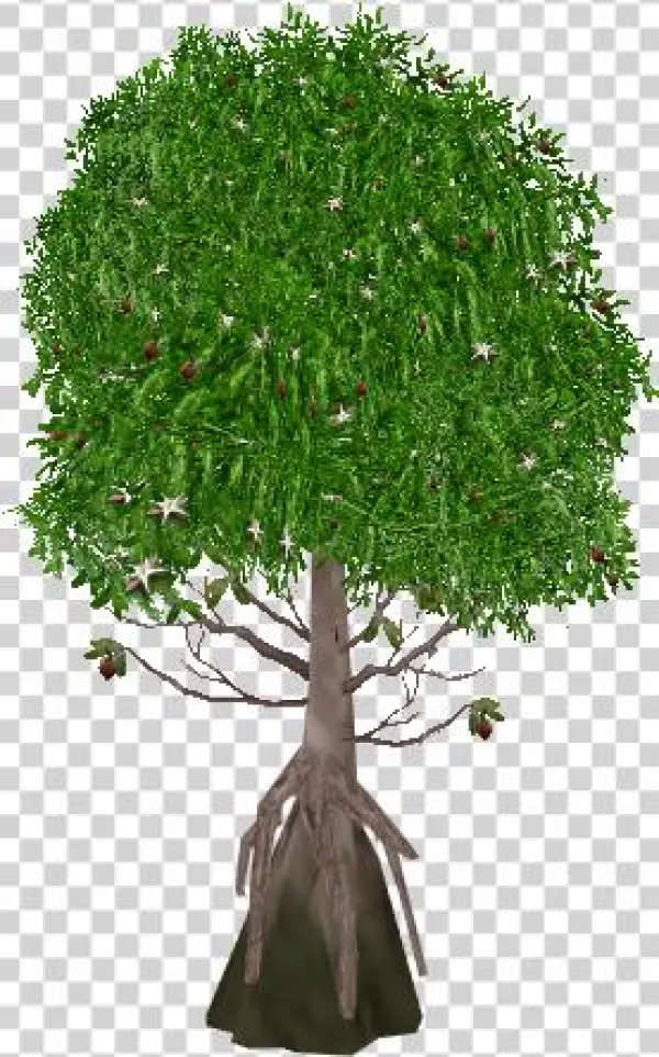 Tea Mangrove - Wurzelwerk Baum