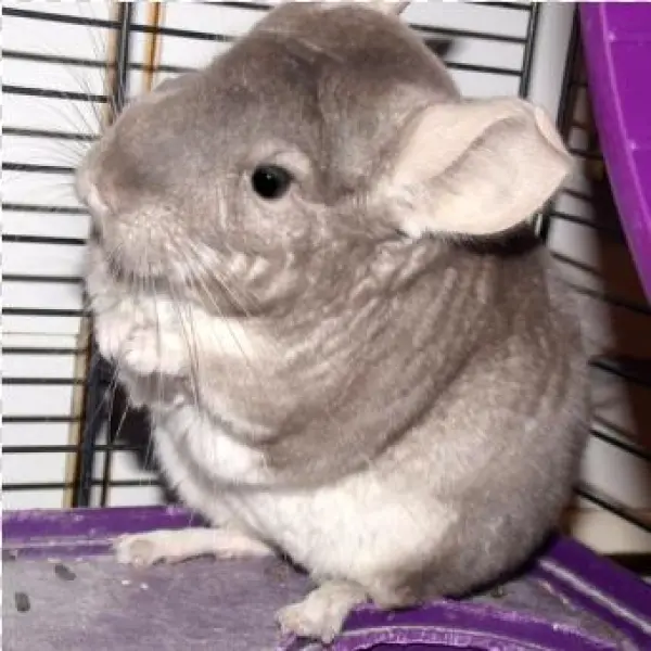The Grumpy Chinchilla - Sky