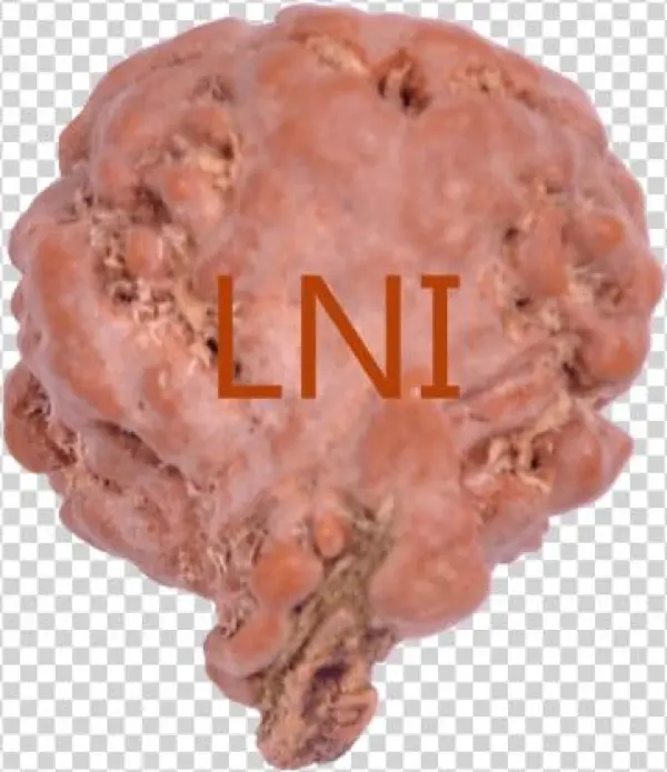 2 Mukhi Ganesha Rudraksha Size - Kielbasa