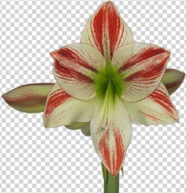 Amaryllis