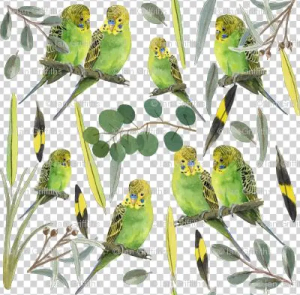 Budgies - Parrot