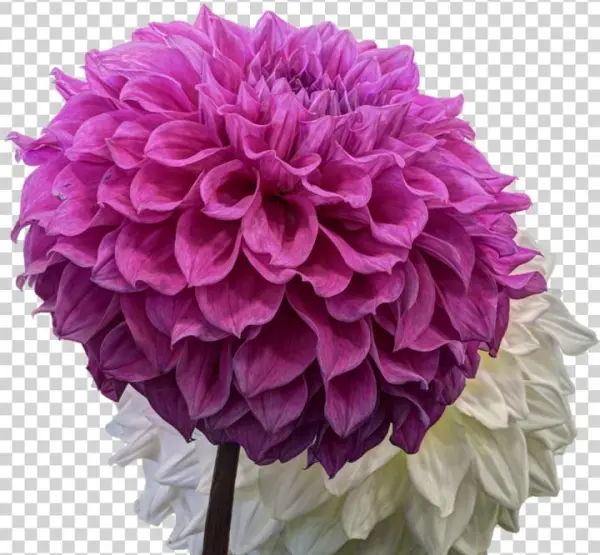 Dahlias On Transparent Background