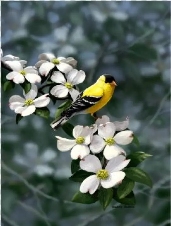 Golden Dogwood American Goldfinch Limited Edition Print - Goldfinch Dogwood