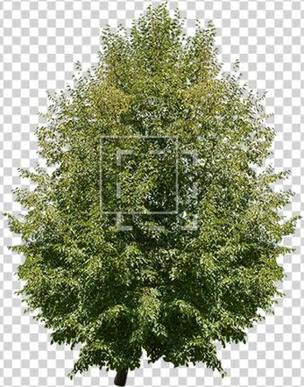 Juglans Regia Tree - Hageland Juletre