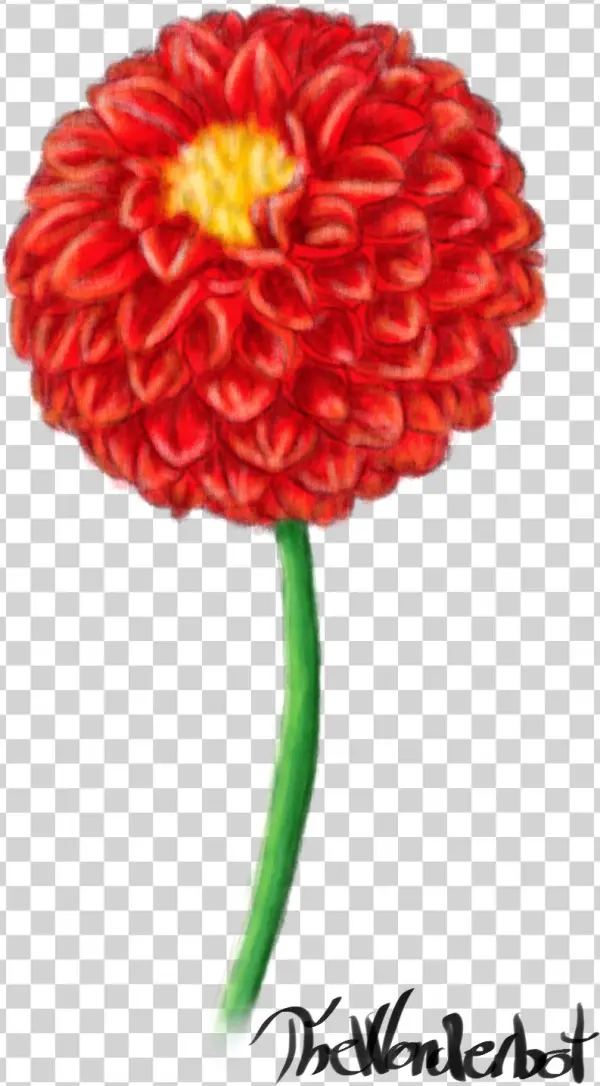 Red Dahlia - Common Zinnia