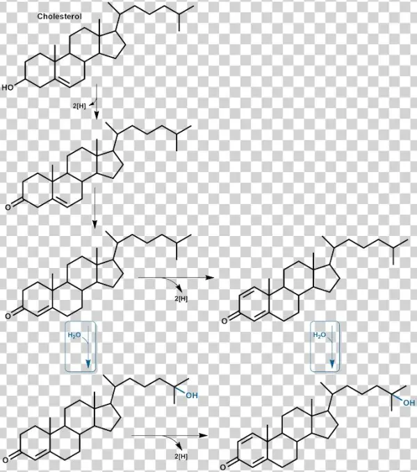 Steroids-overview - Diagram
