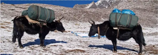 "a Live Pulse" - Yak