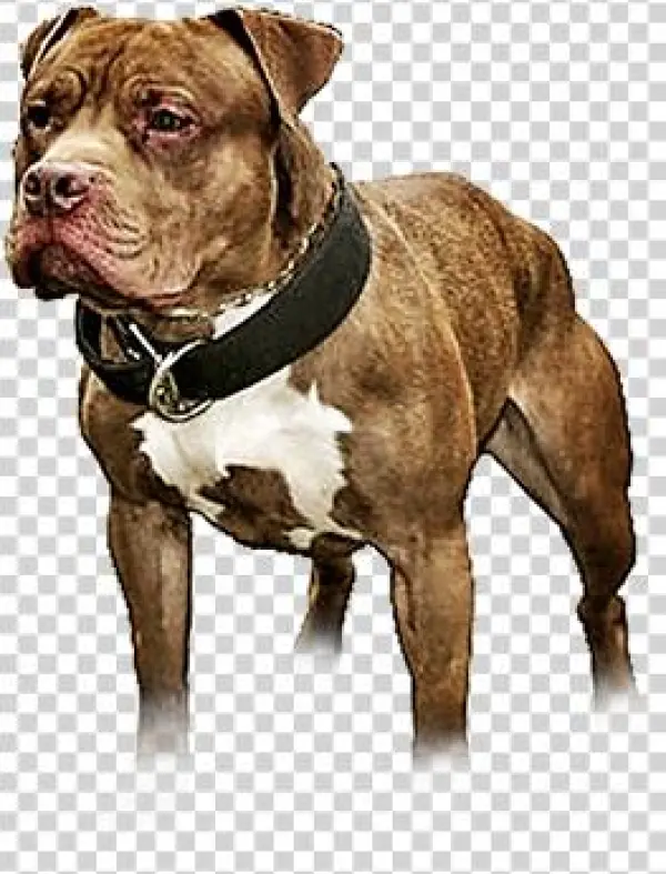 Lonzo Zebo Bred Headache - Renascence Bulldogge
