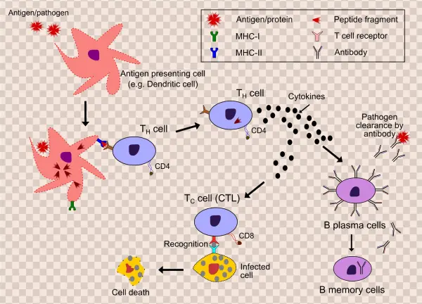This Free Icons Png Design Of Immune System