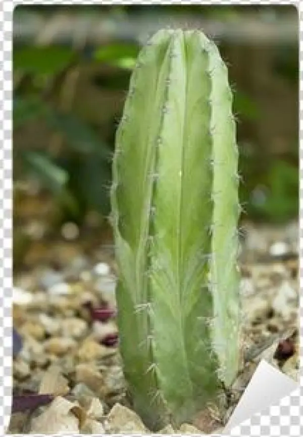 Fotomural Mexicano Cactus Polaskia Chichipe • Pixers® - Polaskia