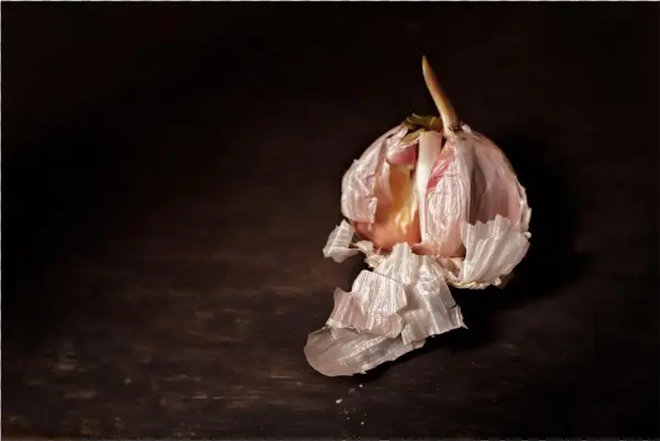 Piel De Ajo