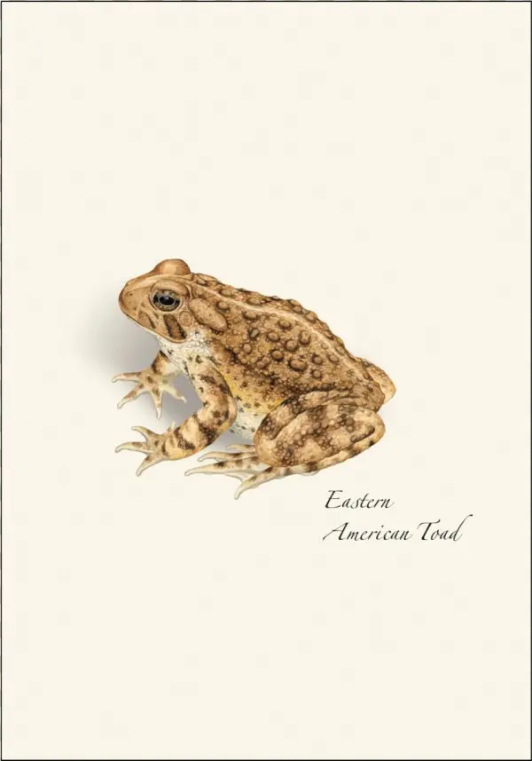 Shopping Cart - - - Eastern Spadefoot