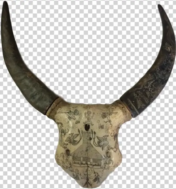 Sumba Water Buffalo Skull - Sumba