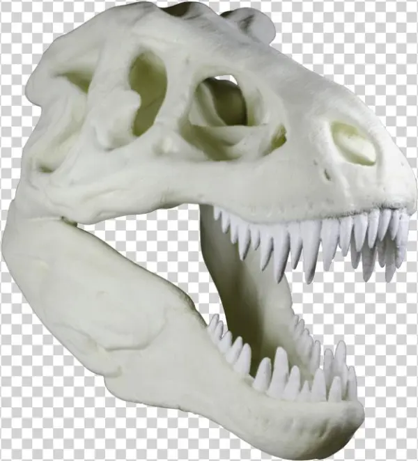 The Cranium Weighs Around 90kg And Took Approximately - Skull