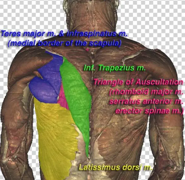 Triangle Of Auscultation