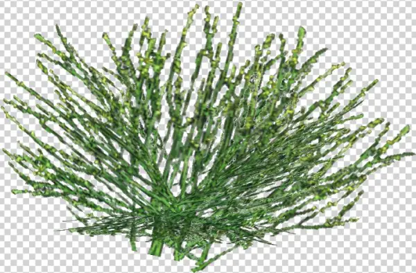 Variegated Horsetail - Wiki