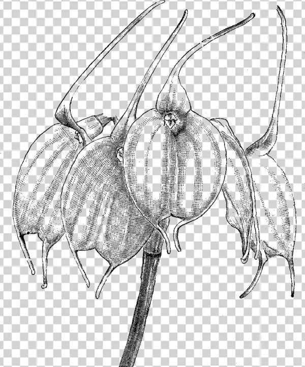 Orchid Illustration - Sketch