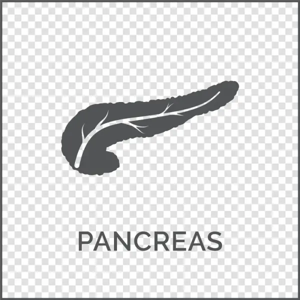 Pancreas - Darkness