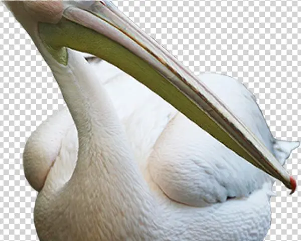Pelican Png Transparent Images - Brown Pelican