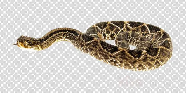 Snakes - Ohio Transparent