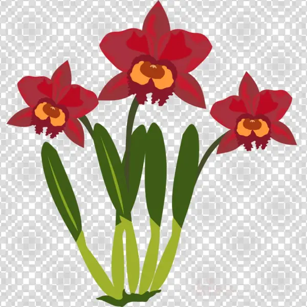 Narcissus Png