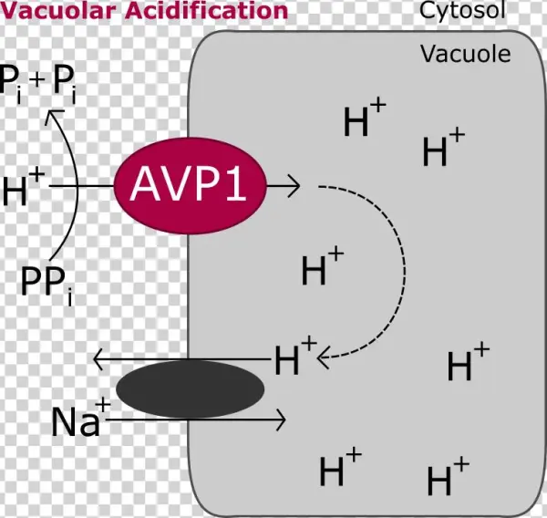 The Difference In Electrochemical Potential For Protons - Diagram