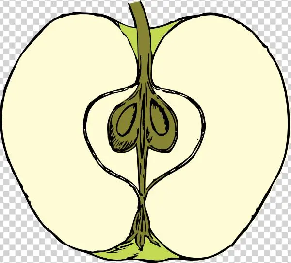 Apple Clip Art At Clker