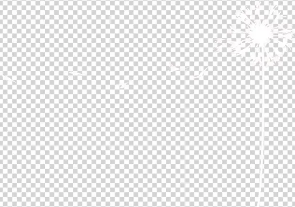 Dandelion - Portfolio