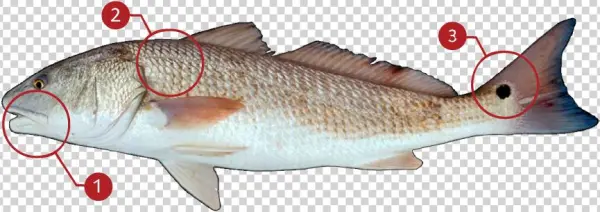 How To Identify A Red Drum