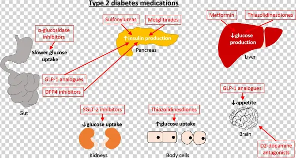 Metformin Is The Most Commonly Used Type Of Medication