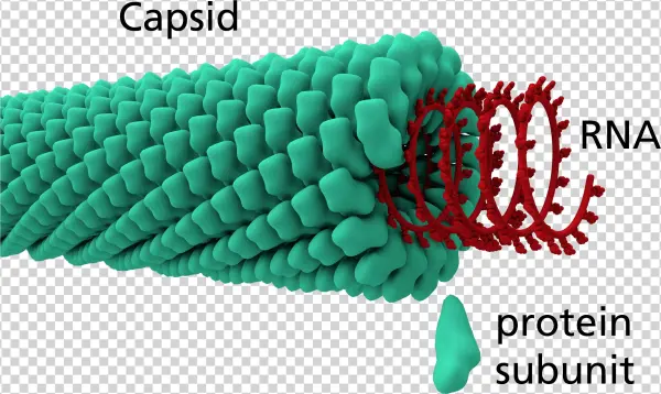 Virus Transparent Filamentous Clip Art Transparent