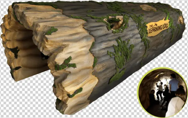 Imagine A Giant Fallen Tree, Hollowed Out And