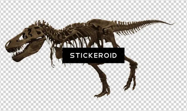 T-rex Skelet