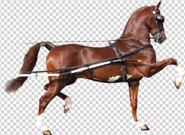 Back In “the Harness” Again After A Wonderfully Calm
