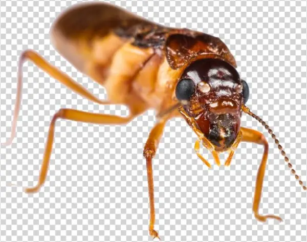 Long Lasting Termite Elimination