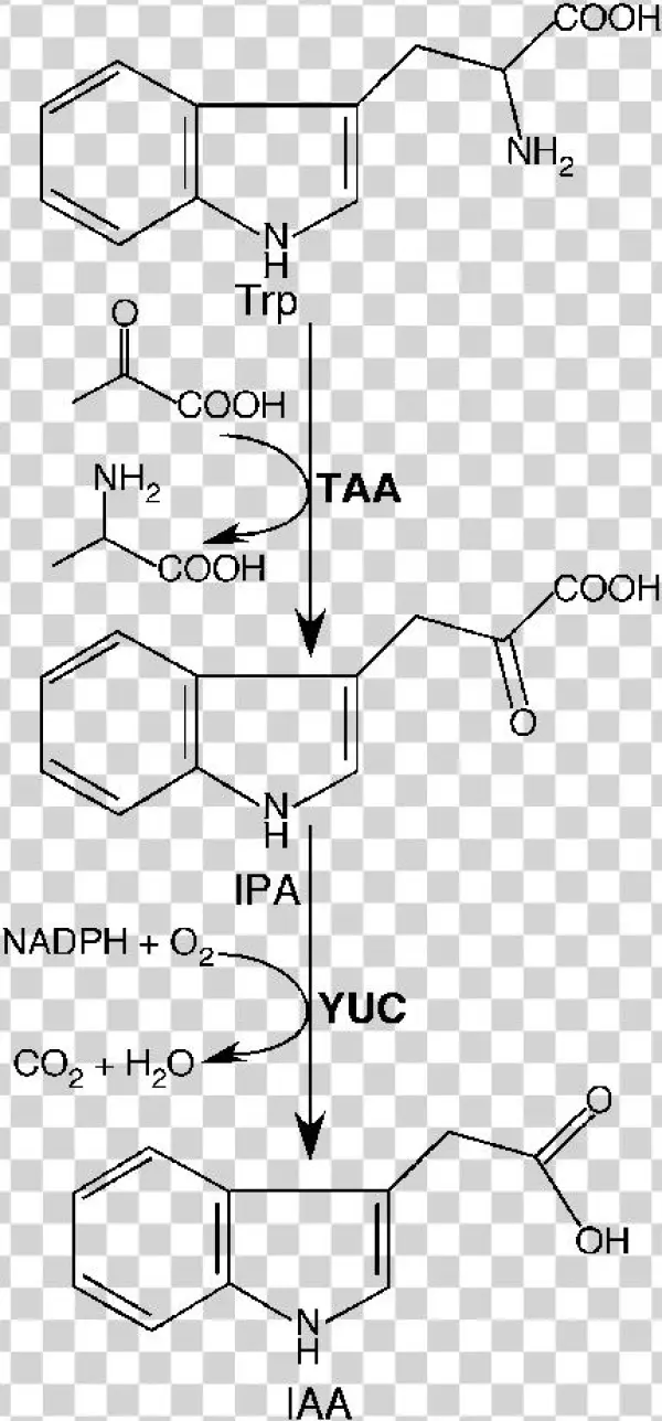 The Tryptophan-dependent Auxin Biosynthesis Pathway