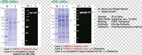Protein Expression Test