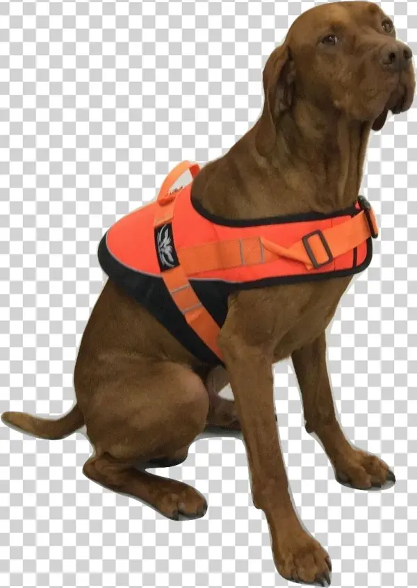 Dog Safety Vest